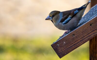 Beskyt Dine Bær med et Fuglenet: En Haveguide